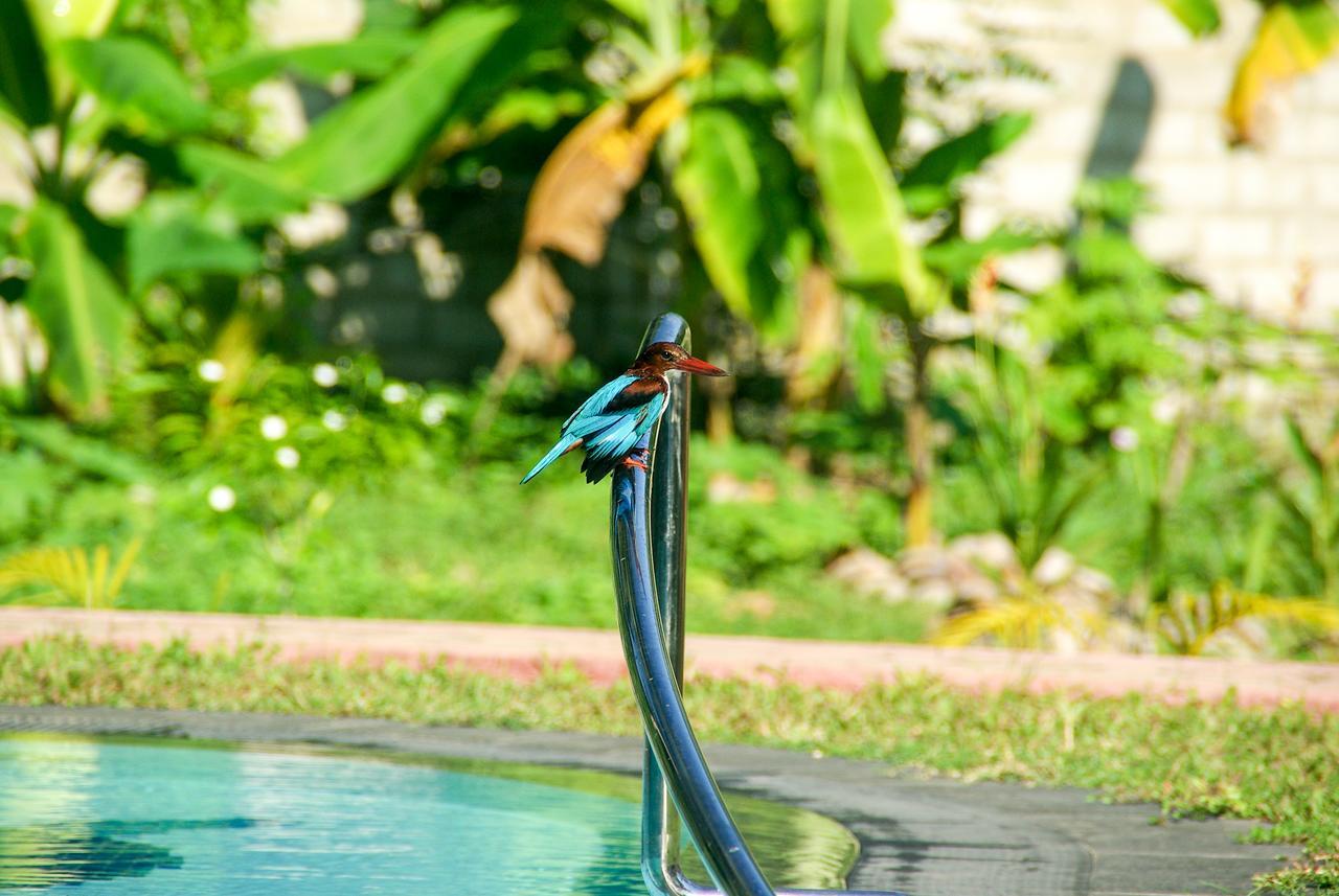 King Coconut Lodge Habaraduwa Central Kültér fotó